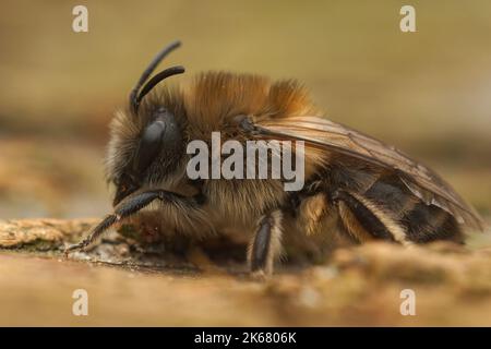 Un primo piano dettagliato su un'ape femminile di cellophane precoce seduta a terra Foto Stock