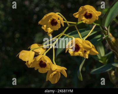 Vista in primo piano delle specie di orchidee tropicali dendrobium chrysotossum var suavissimum giallo e rosso scuro cluster di fiori isolati all'aperto alla luce del sole Foto Stock