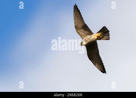 Un giovane Hobby (Falco subbuteo) in volo sull'Oxfordshire Foto Stock