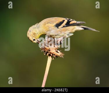 American Goldfinch, latin Spinus tristis, in piume non-breeding mangiare in una bella mattina di autunno soleggiato mentre si preparano per la loro migrazione a sud. Foto Stock