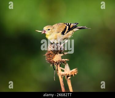 American Goldfinch, latin Spinus tristis, in piume non-breeding mangiare in una bella mattina di autunno soleggiato mentre si preparano per la loro migrazione a sud. Foto Stock