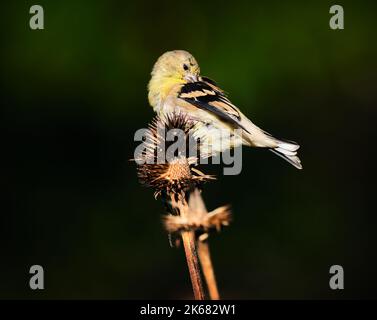 American Goldfinch, latin Spinus tristis, in piume non-breeding mangiare in una bella mattina di autunno soleggiato mentre si preparano per la loro migrazione a sud. Foto Stock