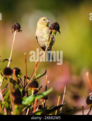 American Goldfinch, latin Spinus tristis, in piume non-breeding mangiare in una bella mattina di autunno soleggiato mentre si preparano per la loro migrazione a sud. Foto Stock