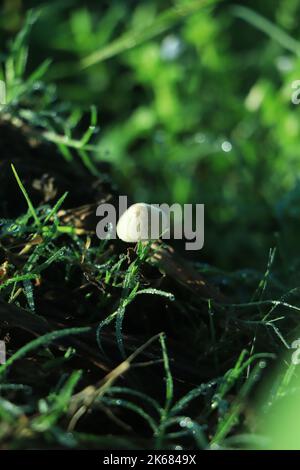 Fungo che cresce in foresta con sfondo verde in asia Foto Stock