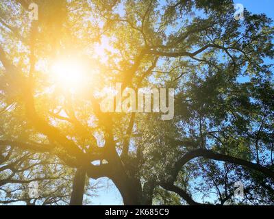 un albero luminoso cielo natura sfondo raggi di sole pomeriggio luce del sole splende tranquillo luminoso ambiente paesaggio sfondo Foto Stock