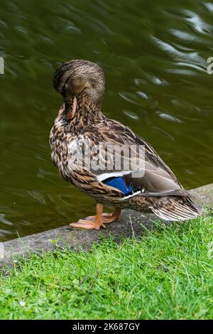 Anatra preening se stesso sulla riva di uno stagno nel parco. Foto Stock