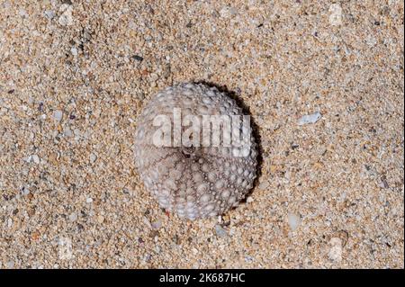 Guscio di riccio di mare lavato su Riambel Beach. Riambel sulla costa sud vicino Surinam, Mauritius Foto Stock
