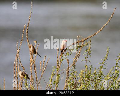 Waxbill comune alla ricerca di cibo al confine con il fiume Lima, a nord del Portogallo. Foto Stock