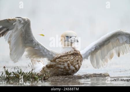 Northern Gannet Morus bassanus, un uccello adulto malato ala che batte lungo il bordo di una palude costiera durante l'alta marea, Lincolnshire, Regno Unito, agosto Foto Stock