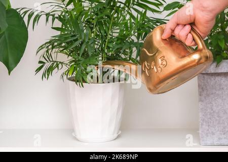 Un uomo versa l'acqua da un annaffiatoio di plastica può Chamaedorea elegans, Neanthe bella, Parlour Palm. Annaffiatura di piante domestiche. Giardino di casa. Palma del salotto. Foto Stock