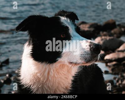 Un primo piano di un adorabile cane bianco nero sulla riva di un lago Foto Stock