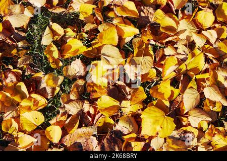 L'autunno lascia lo sfondo. Immagine colorata sul retro delle foglie autunnali cadute, perfetta per l'uso stagionale. Foto Stock