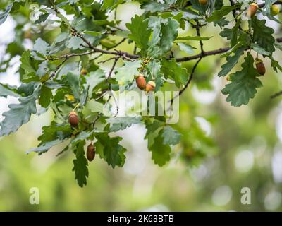 Ghiande marroni su un ramo di quercia in una foresta. Chiocciatura di frutti di quercia e foglie su sfondo verde Foto Stock
