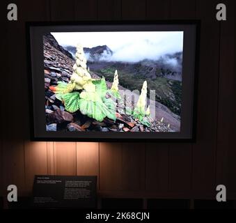 Il grande ronzio : Karine Aiger vince Wildlife Photographer of the Year 2022 fotografo .American Karine Aiger è stato annunciato come fotografo di quest'anno Wildlife Photographer of the Year per la sua notevole immagine di una pozza di cactus bees che gira sopra la sabbia calda su un ranch del Texas. Nel suo livello di api Primo piano, tutti tranne uno sono maschi e intenti ad accoppiarsi con la singola femmina al centro. Come la maggior parte delle api, sono minacciati dalla perdita di habitat, pesticidi, e cambiamento climatico, così come le pratiche agricole che distruggono i loro terreni di nidificazione. Foto Stock