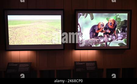 Il grande ronzio : Karine Aiger vince Wildlife Photographer of the Year 2022 fotografo .American Karine Aiger è stato annunciato come fotografo di quest'anno Wildlife Photographer of the Year per la sua notevole immagine di una pozza di cactus bees che gira sopra la sabbia calda su un ranch del Texas. Nel suo livello di api Primo piano, tutti tranne uno sono maschi e intenti ad accoppiarsi con la singola femmina al centro. Come la maggior parte delle api, sono minacciati dalla perdita di habitat, pesticidi, e cambiamento climatico, così come le pratiche agricole che distruggono i loro terreni di nidificazione. Foto Stock