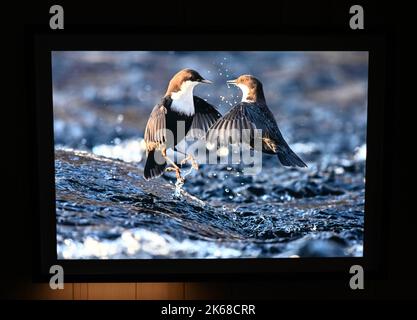 Il grande ronzio : Karine Aiger vince Wildlife Photographer of the Year 2022 fotografo .American Karine Aiger è stato annunciato come fotografo di quest'anno Wildlife Photographer of the Year per la sua notevole immagine di una pozza di cactus bees che gira sopra la sabbia calda su un ranch del Texas. Nel suo livello di api Primo piano, tutti tranne uno sono maschi e intenti ad accoppiarsi con la singola femmina al centro. Come la maggior parte delle api, sono minacciati dalla perdita di habitat, pesticidi, e cambiamento climatico, così come le pratiche agricole che distruggono i loro terreni di nidificazione. Foto Stock