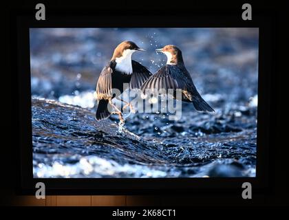 Il grande ronzio : Karine Aiger vince Wildlife Photographer of the Year 2022 fotografo .American Karine Aiger è stato annunciato come fotografo di quest'anno Wildlife Photographer of the Year per la sua notevole immagine di una pozza di cactus bees che gira sopra la sabbia calda su un ranch del Texas. Nel suo livello di api Primo piano, tutti tranne uno sono maschi e intenti ad accoppiarsi con la singola femmina al centro. Come la maggior parte delle api, sono minacciati dalla perdita di habitat, pesticidi, e cambiamento climatico, così come le pratiche agricole che distruggono i loro terreni di nidificazione. Foto Stock