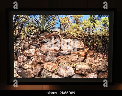 Il grande ronzio : Karine Aiger vince Wildlife Photographer of the Year 2022 fotografo .American Karine Aiger è stato annunciato come fotografo di quest'anno Wildlife Photographer of the Year per la sua notevole immagine di una pozza di cactus bees che gira sopra la sabbia calda su un ranch del Texas. Nel suo livello di api Primo piano, tutti tranne uno sono maschi e intenti ad accoppiarsi con la singola femmina al centro. Come la maggior parte delle api, sono minacciati dalla perdita di habitat, pesticidi, e cambiamento climatico, così come le pratiche agricole che distruggono i loro terreni di nidificazione. Foto Stock