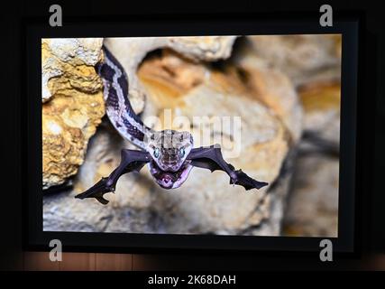 Il grande ronzio : Karine Aiger vince Wildlife Photographer of the Year 2022 fotografo .American Karine Aiger è stato annunciato come fotografo di quest'anno Wildlife Photographer of the Year per la sua notevole immagine di una pozza di cactus bees che gira sopra la sabbia calda su un ranch del Texas. Nel suo livello di api Primo piano, tutti tranne uno sono maschi e intenti ad accoppiarsi con la singola femmina al centro. Come la maggior parte delle api, sono minacciati dalla perdita di habitat, pesticidi, e cambiamento climatico, così come le pratiche agricole che distruggono i loro terreni di nidificazione. Foto Stock