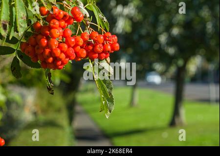 Primo piano di bacche d'arancia su un cespuglio con un morbido sfondo da giardino Foto Stock