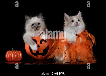 Giovane Kurilian Bobtail e gatto birman di fronte a sfondo nero Foto Stock