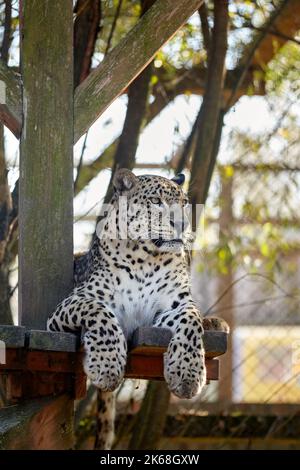 Pericoloso predeter leopard seduta e posa su panca di legno o lettiera di legno per prendere un po 'di riposo e guardare la fotocamera. Leopardo è nello zoo. Foto Stock