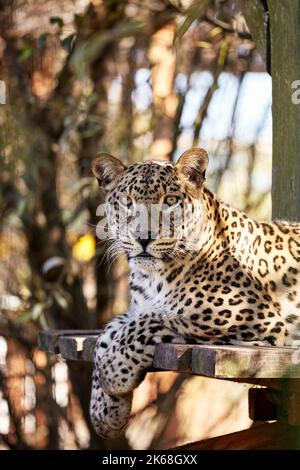 Pericoloso predeter leopard seduta e posa su panca di legno o lettiera di legno per prendere un po 'di riposo e guardare la fotocamera. Leopardo è nello zoo. Foto Stock