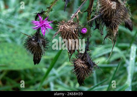 Un fuoco selettivo di una pianta di cardo con fiori viola e germogli secchi Foto Stock