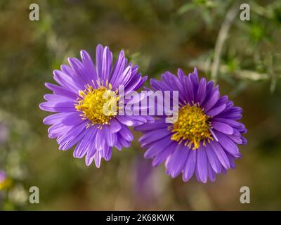 Primo piano di Aster novae-angliae 'cupola viola' che cresce in un giardino britannico Foto Stock