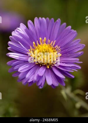 Primo piano di Aster novae-angliae 'cupola viola' che cresce in un giardino britannico Foto Stock