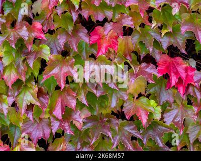 Le foglie verdi di Parthenocissus tricuspidata (comunemente chiamata Boston Ivy) diventano rosse in autunno. Foto Stock