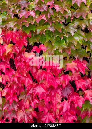 Red and green leaves of Parthenocissus Tricuspidata commonly called Boston Ivy growing up a wall in Autumn. Foto Stock