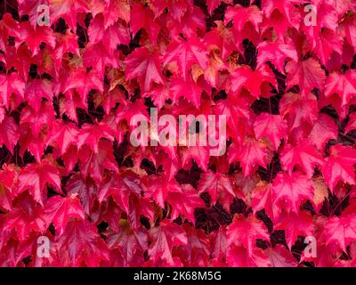 Foglie rosse di Parthenocissus tricuspidata comunemente chiamato Boston Ivy crescere su un muro in autunno. Foto Stock