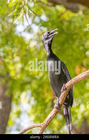 Un Cormorano indiano che si aggredisse su un albero Foto Stock