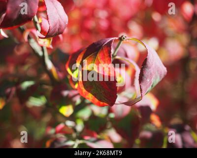 Foglie rosse di Euonymus alinga Burning Bush Foto Stock