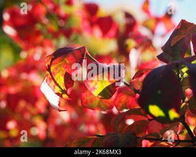 Foglie rosse di Euonymus alinga Burning Bush Foto Stock