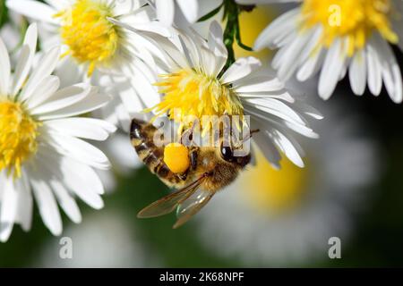 Api mellifere occidentali, Europäische Honigbiene, Abeille européenne, Apis mellifera, háziméh, Ungheria, Budapest, Magyarprszág, Europa Foto Stock