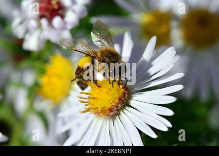 Api mellifere occidentali, Europäische Honigbiene, Abeille européenne, Apis mellifera, háziméh, Ungheria, Budapest, Magyarprszág, Europa Foto Stock