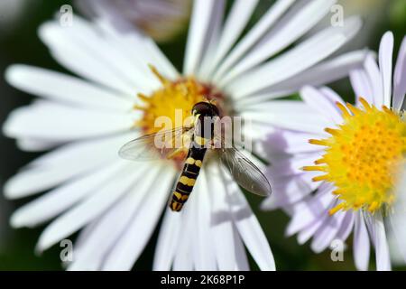 Volo lungo, Gewöhnliche Langbauchschwebfliege, Syrphe porte-Plume, Sphaerophoria scripta, tarka darázslégy, Ungheria, Budapest, Magyarprszág, Europa Foto Stock