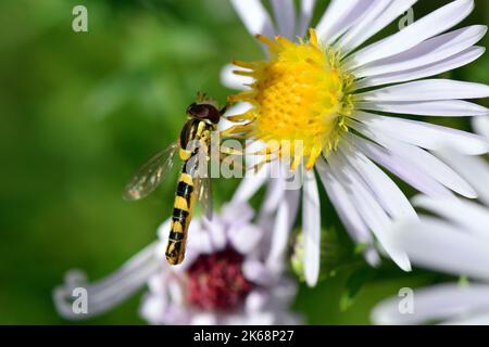 Volo lungo, Gewöhnliche Langbauchschwebfliege, Syrphe porte-Plume, Sphaerophoria scripta, tarka darázslégy, Ungheria, Budapest, Magyarprszág, Europa Foto Stock