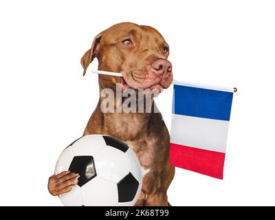 Affascinante, adorabile cucciolo, tenendo bandiera nazionale Francia e palla di calcio. Preparativi per la Coppa del mondo. Primo piano, all'interno. Foto studio. Concetto di automobile Foto Stock