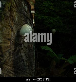 Fungo di porcellana corpo fruttifero che cresce dal centro di un log marciume Foto Stock