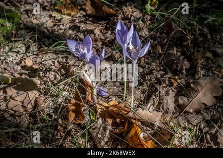 Colchicum autunnale, splendidi fiori autunnali nell'ambiente naturale. Foto Stock