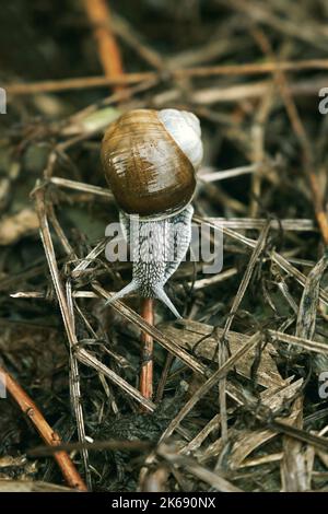 Primo piano della lumaca da giardino ( Helix pomatia ) Foto Stock