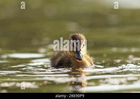 mallard anatroccolo sull'acqua (.Anas platyrhynchos ) Foto Stock