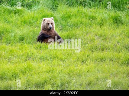 Orso bruno dell'Alaska seduto e rilassante in un prato sul fiume McNeil Foto Stock