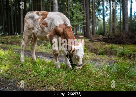 Mattina di sole. Vitello neonato da fattoria santuario su una passeggiata nella foresta. Sfondo naturale. Pascolo libero. Foto Stock