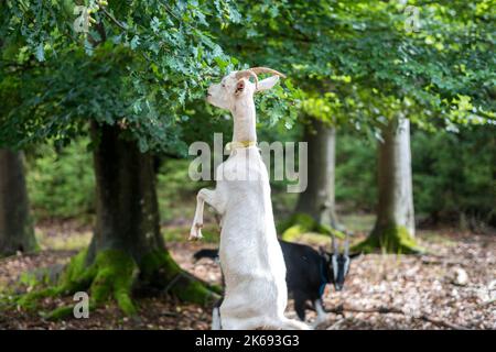 Capra bianca che mangia dai frondoli sovrastanti nella cresta Foto Stock