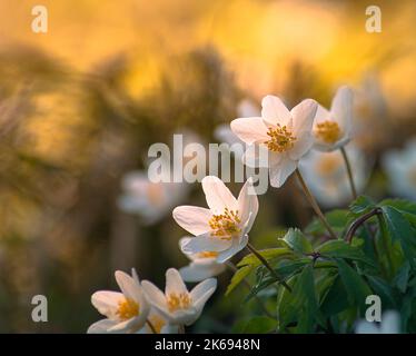 Un fuoco poco profondo da sogno di bianco grazioso anemone fiori in legno nel campo Foto Stock