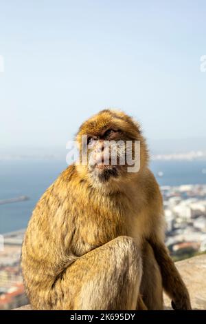 Scimmia macaco Barbary presso l'Apes' Den che domina la città, Upper Rock Nature Reserve, Gibilterra Foto Stock